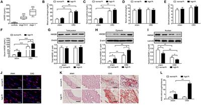 High Mobility Group Box 1 Promotes Aortic Calcification in Chronic Kidney Disease via the Wnt/β-Catenin Pathway